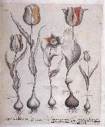 Drawing for the Hortus Eystettensis Basilius Besler